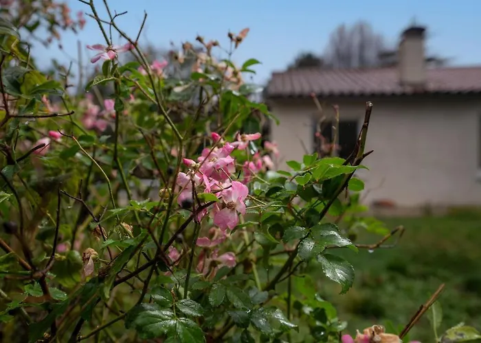 La Gazelle, Sur Les Hauteurs *